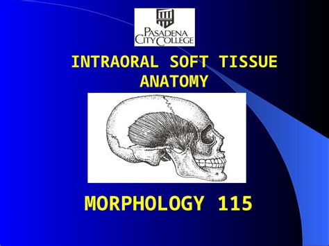 us soft tissue test|intraoral soft tissue anatomy.